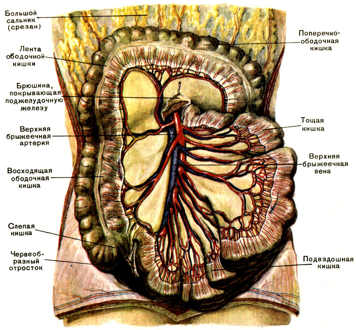 Что такое большой сальник в брюшной полости у женщин фото
