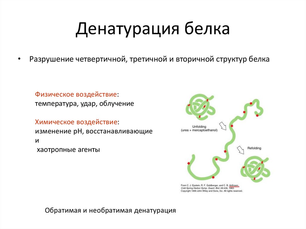 Сборка молекул белка