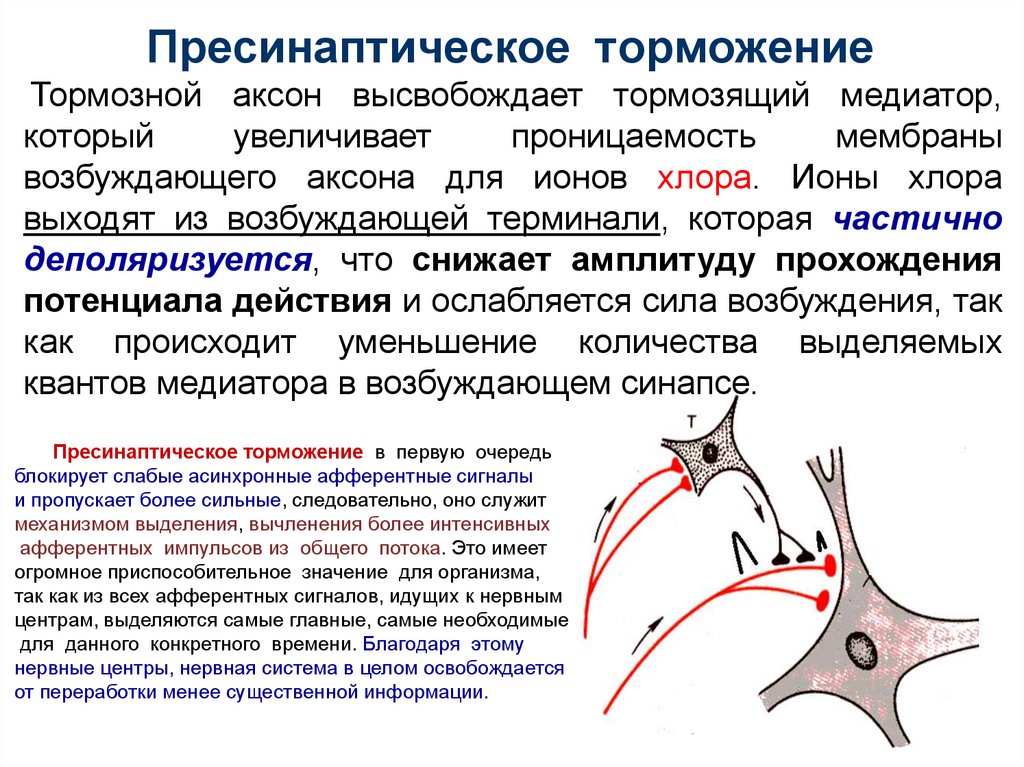 Механизм развития торможения. Схема пресинаптического торможения. Пресинаптическое и постсинаптическое торможение физиология.