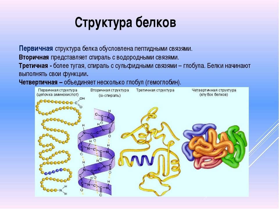 Какие связи есть в белке первичная. Первичная структура белка структура. Первичная структура белка характеризуется. Образование первичной структуры белка. Первичная линейная структура белковой молекулы.