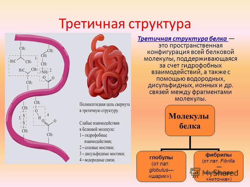 Какие структуры белков