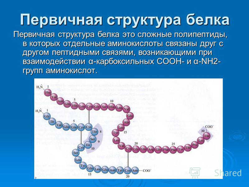 Первичная структура белка структура. Первичная структура белков формула. Фермент 15