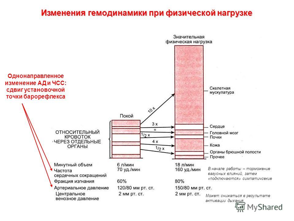 Определение влияния физической нагрузки на частоту сердечных. Изменение ЧСС при физической нагрузке. Изменение ад при физической нагрузке физиология. Изменение артериального давления при физических нагрузках. Регуляция дыхания при физической нагрузке.