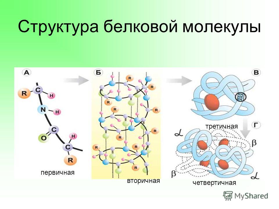 Какие структуры молекул белка