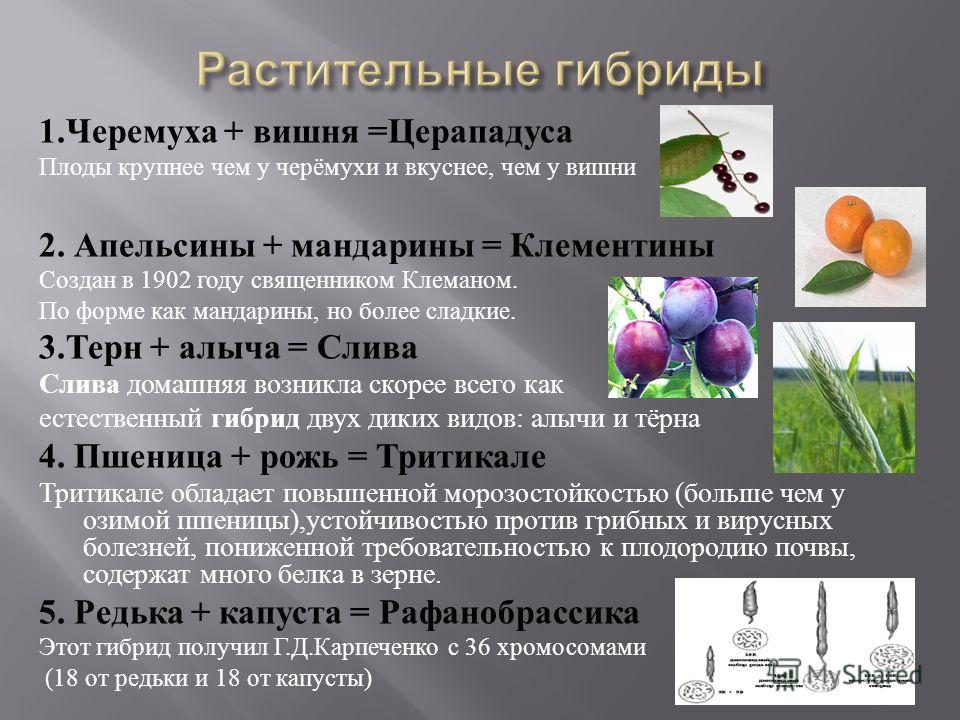 Описать гибридов. Гибриды растений примеры. Селекция гибриды. Сорта растений селекция. Гибриды сельскохозяйственных растений.