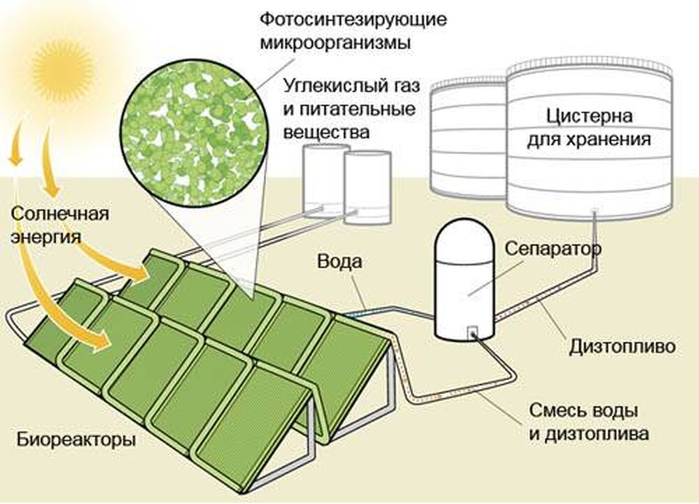 Солнечные бактерии. Схема технологического производства биодизеля из водорослей. Биодизель из водорослей схема производства. Схема производства биотоплива. Производство биомассы схема.