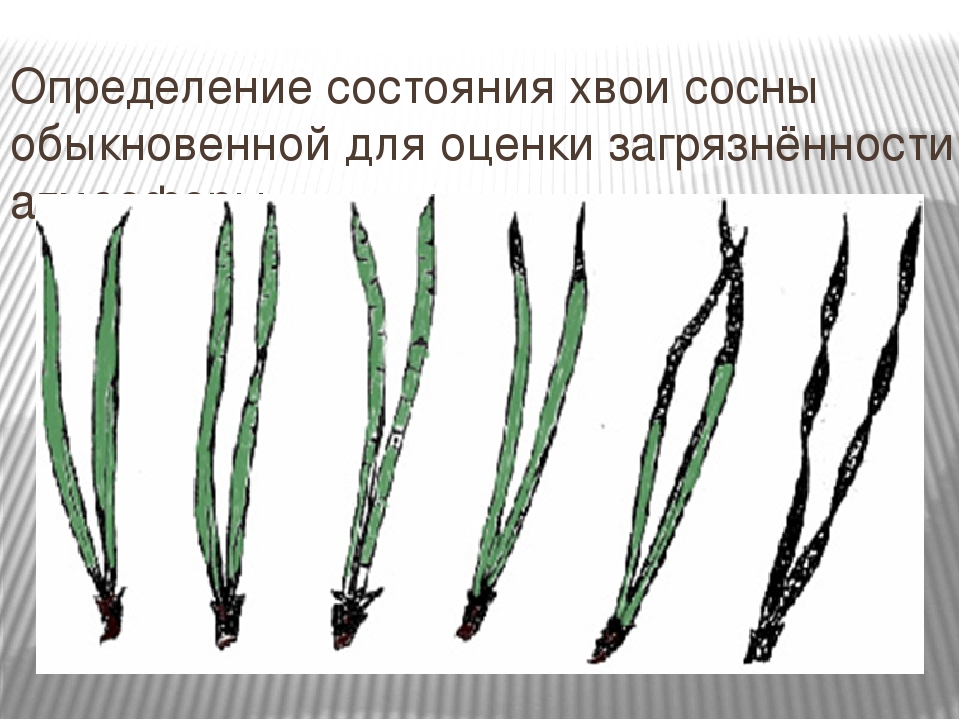 Длина хвои сосны. Укороченный побег сосны сосны с хвоинками. Биоиндикация по состоянию хвои сосны. Хвоинки сосны обыкновенной. Хвоя сосны биоиндикатор.