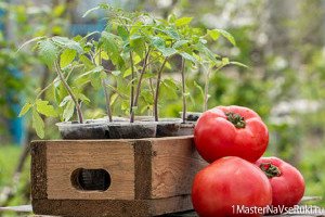 Когда сеять помидоры на рассаду