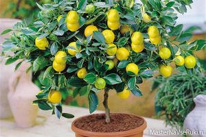 Лимонное дерево из косточки в домашних условиях