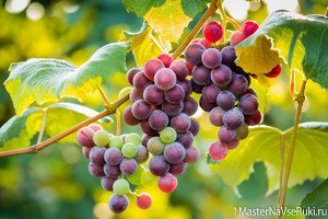 Виноград посадка и уход в открытом грунте