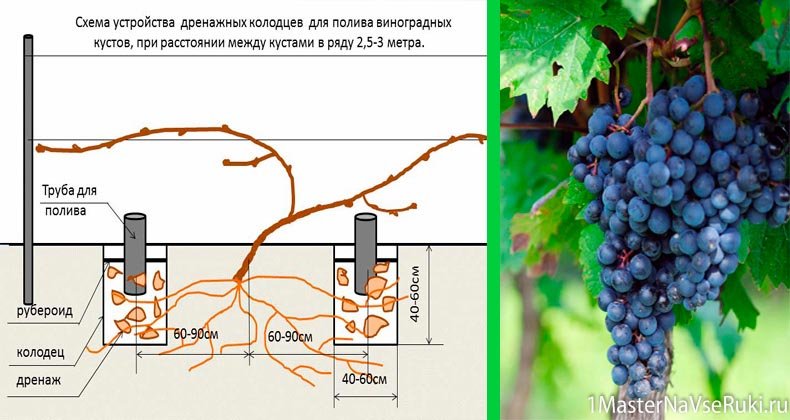 Что надо винограду. Схема посадки лозы винограда. Посадка виноградника. Схема посадки виноградника. Сажаем виноград.