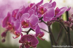 Орхидея фаленопсис уход в домашних условиях